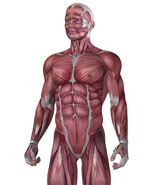 Enfermedades por aparatos. Huesos, articulaciones y músculos. Polimiositis y dermatomiositis Enfermedades por aparatos. Huesos, articulaciones y músculos. Polimiositis y dermatomiositis